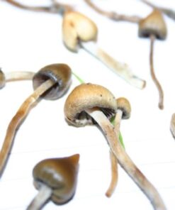 Liberty caps for sale online in sydney Australia