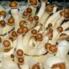 Buy Penis envy mushroom online sydney Australia