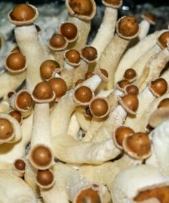 Buy Penis envy mushroom online sydney Australia