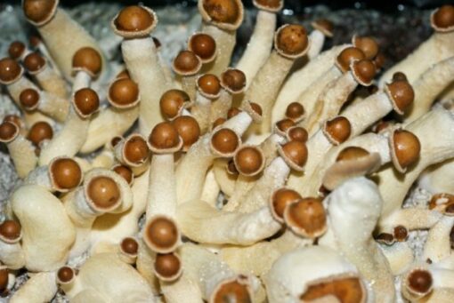 Buy Penis envy mushroom online sydney Australia