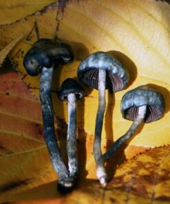 Buy Psilocybe Baecoystis online in sydney Australia