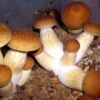 Buy Psilocybe Cubensis online in sydney Australia