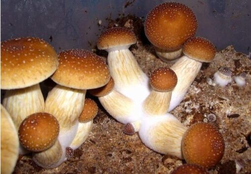 Buy Psilocybe Cubensis online in sydney Australia