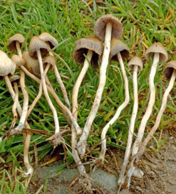 Buy Psilocybe semilanceata omnline in sydney Australia