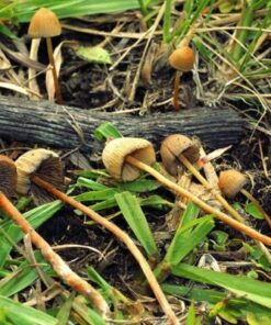 Psilocybe Mexicana delivery online sydney Australia