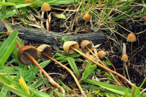 Psilocybe Mexicana delivery online sydney Australia