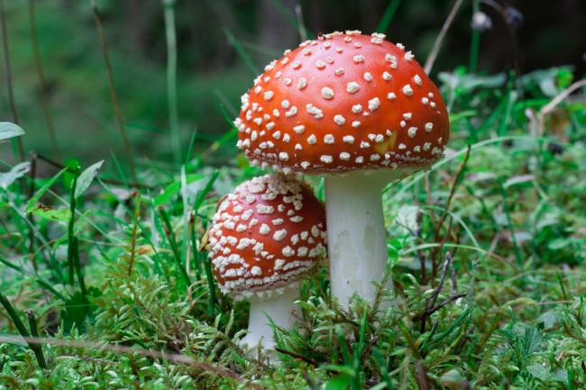 How to Buy Magic Mushrooms Online in Hobart, Tasmania