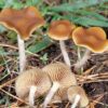 Buy Psilocybe Azurescens mushroom online sydney Australia