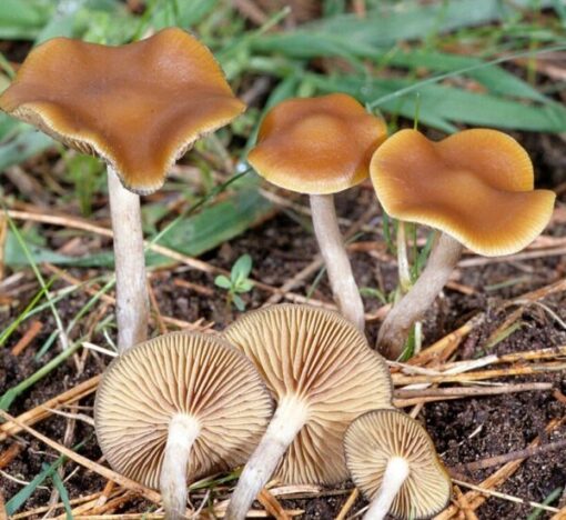 Buy Psilocybe Azurescens mushroom online sydney Australia