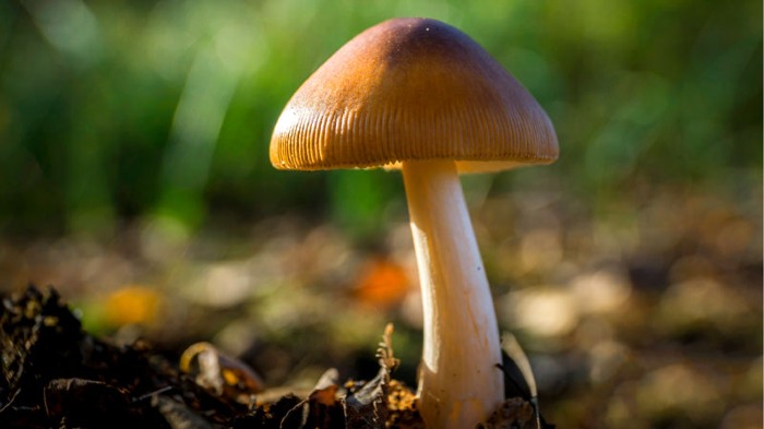 Discover the Best Magic Mushroom Shops in Darwin, Northern Territory