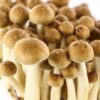 Buy Golden teacher magic mushroom online sydney Australia