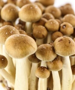 Buy Golden teacher magic mushroom online sydney Australia