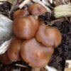 Psilocybe Cyanescens delivery near me sydney Australia