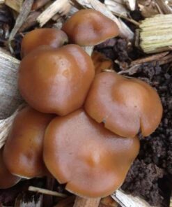 Psilocybe Cyanescens delivery near me sydney Australia