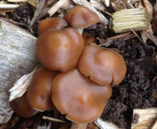 Psilocybe Cyanescens delivery near me sydney Australia