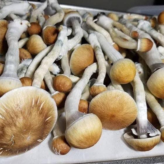 Buy Golden Teacher Magic Mushrooms Online in Sydney Australia